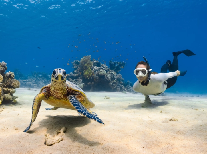 swim with turtles Italy swim with turtles Italy