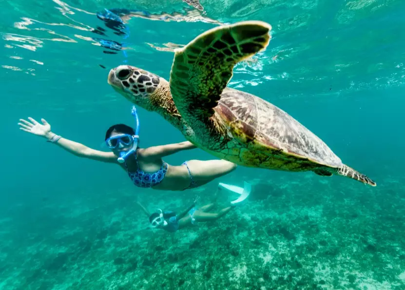 caretta caretta swimming Italy caretta caretta swimming Italy