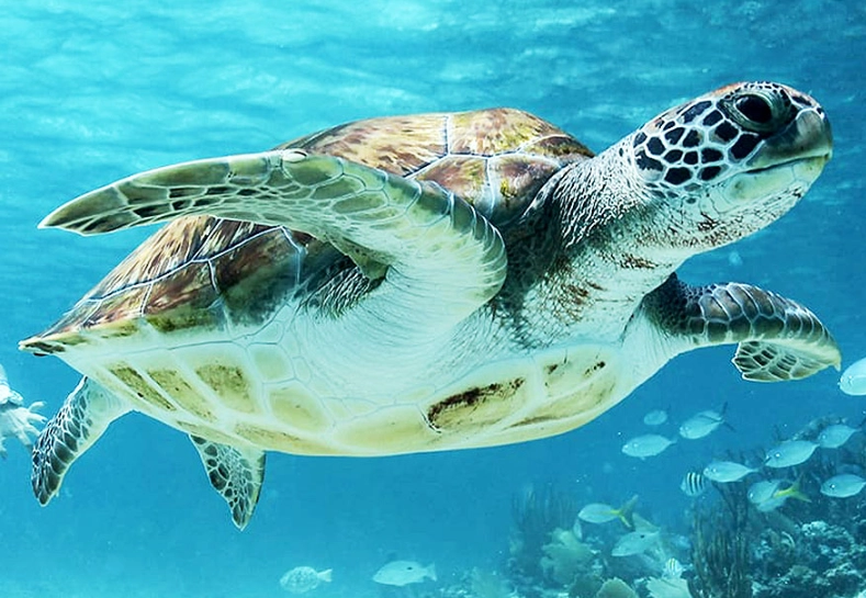 Miami sea turtle snorkeling Miami sea turtle snorkeling