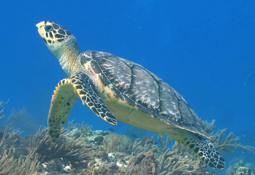 best places to swim with sea turtles best places to swim with sea turtles