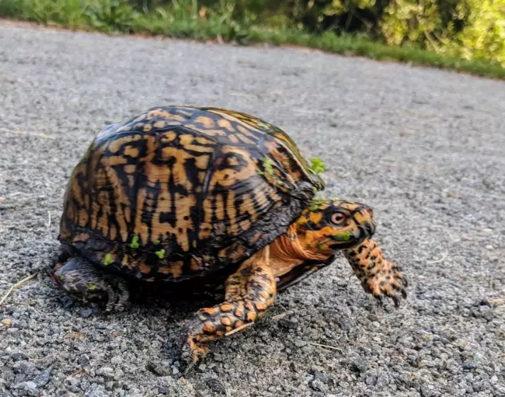 sea turtles in New York sea turtles in New York