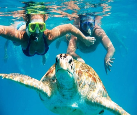 swim with sea turtles Miami swim with sea turtles Miami