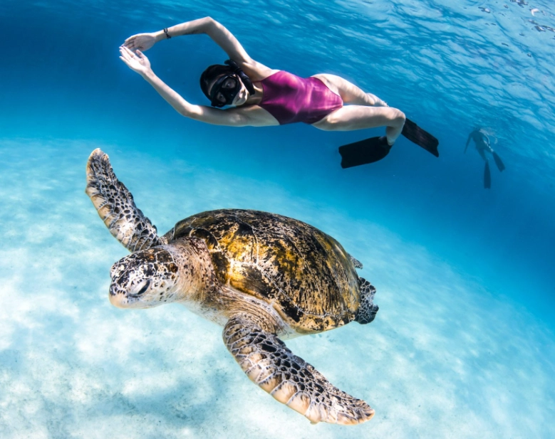 caretta caretta swimming Italy caretta caretta swimming Italy