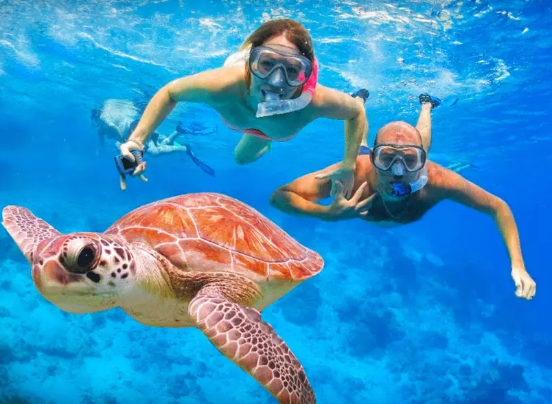 sea turtle snorkeling sea turtle snorkeling