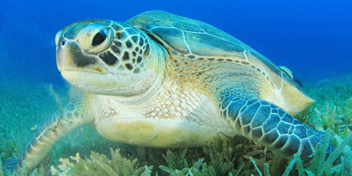 are there sea turtles in NY are there sea turtles in NY