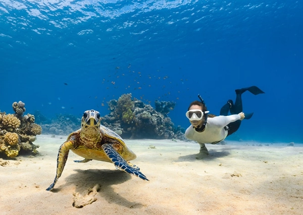 swim with sea turtles Miami swim with sea turtles Miami