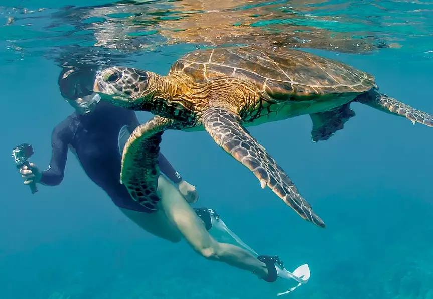 best places to swim with sea turtles best places to swim with sea turtles