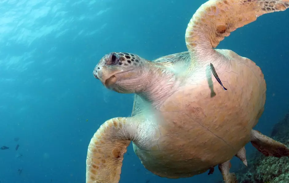 NY sea turtle sightings NY sea turtle sightings