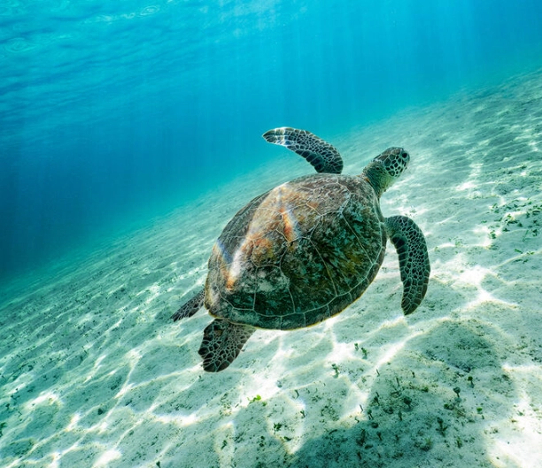 swim with turtles Europe swim with turtles Europe