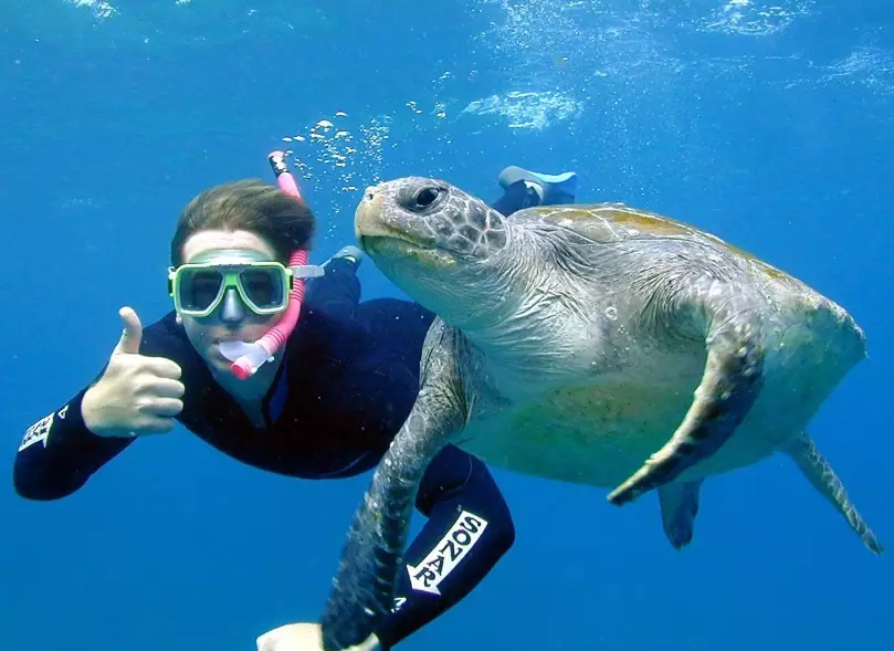 Caribbean sea turtle snorkeling Caribbean sea turtle snorkeling
