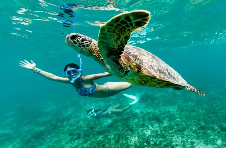 where to see sea turtles in Miami where to see sea turtles in Miami