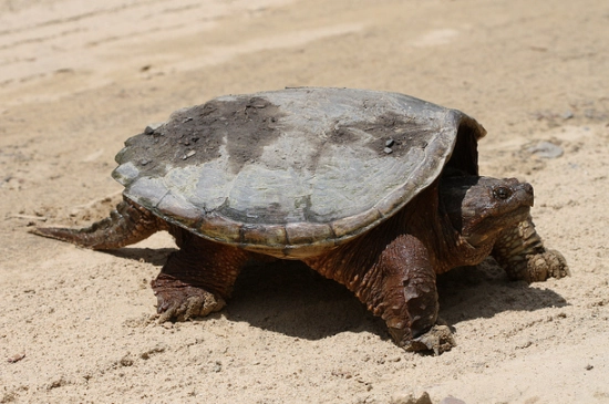 are there sea turtles in New York are there sea turtles in NY