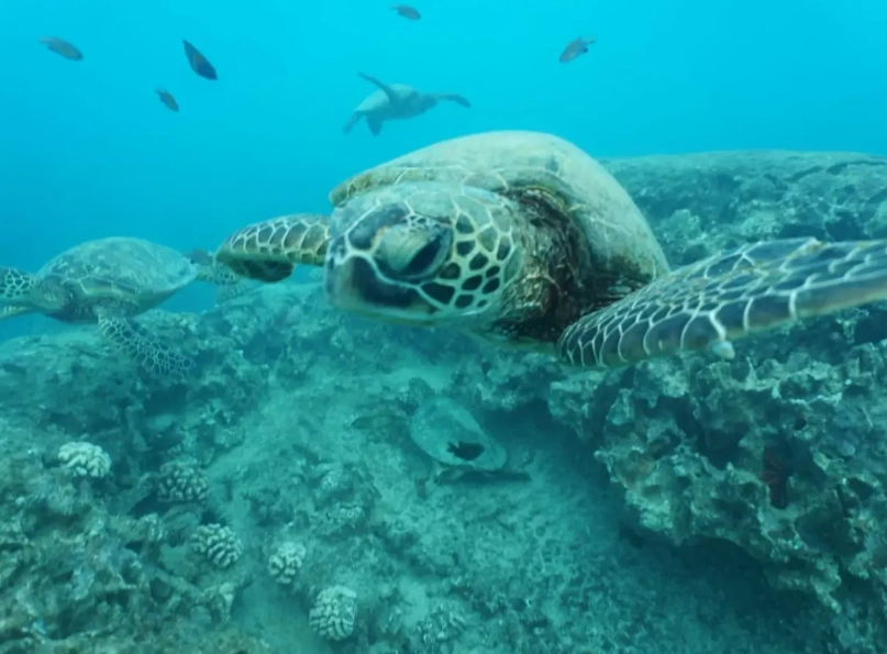 swim with sea turtles Caribbean swim with sea turtles Caribbean