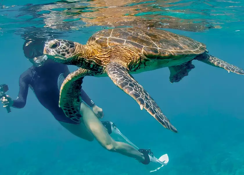 sea turtle snorkeling rules