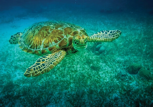 swim with sea turtles Caribbean swim with sea turtles Caribbean