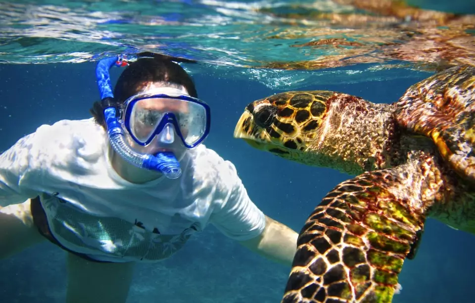 sea turtle snorkeling Europe sea turtle snorkeling Europe