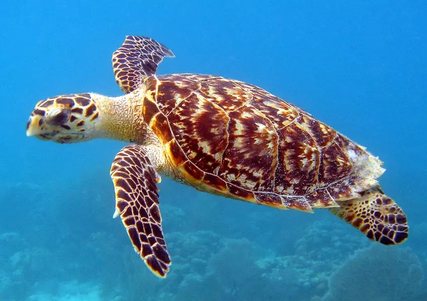 sea turtles in New York sea turtles in New York