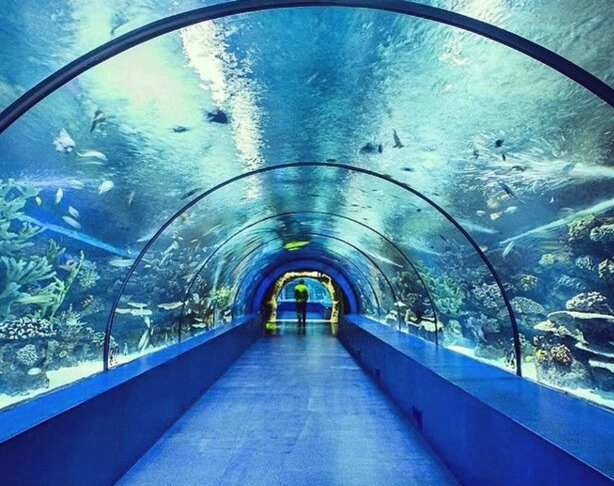 best ocean tunnel aquarium best ocean tunnel aquarium
