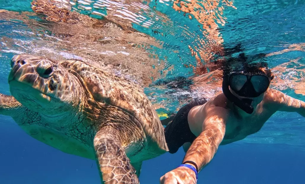 sea turtles Zakynthos sea turtles Zakynthos