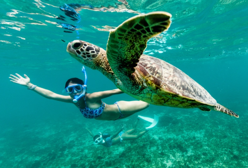 swim with sea turtles Greece swim with sea turtles Greece