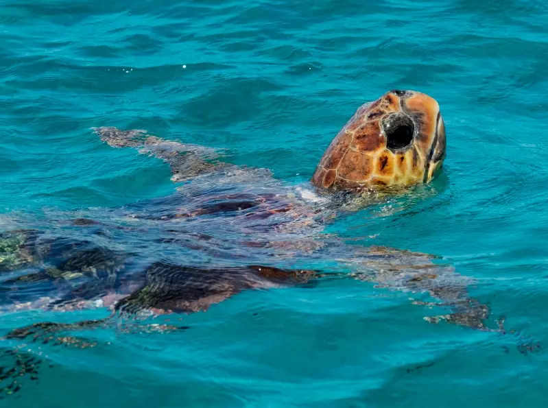 swim with sea turtles Greece swim with sea turtles Greece