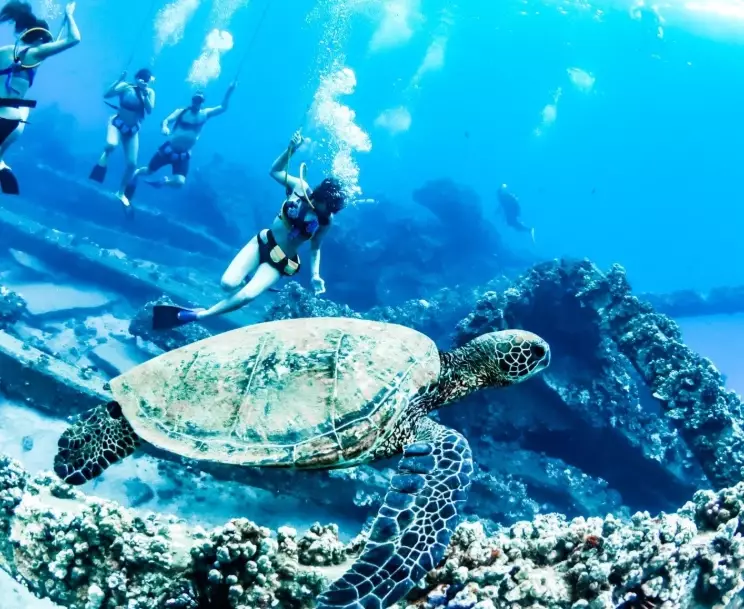 best place to swim with sea turtles in Hawaii