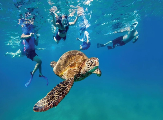 sea turtle snorkeling europe cost sea turtle snorkeling europe cost