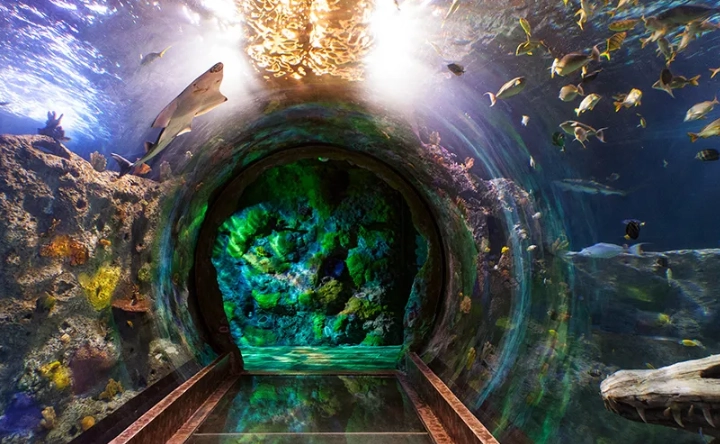 walkthrough aquarium experience walkthrough aquarium experience