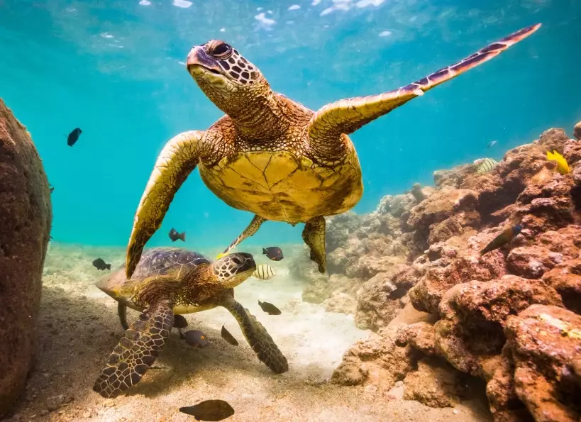 sea turtle watching Europe