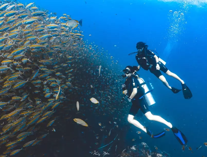 Koh Tao diving Koh Tao diving