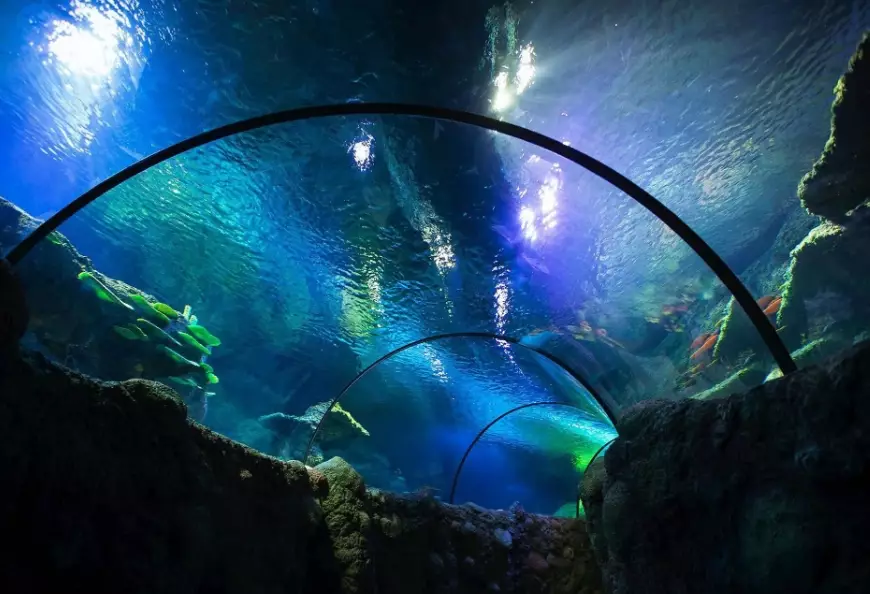 walkthrough aquarium experience walkthrough aquarium experience