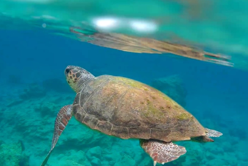 sea turtles Zakynthos sea turtles Zakynthos