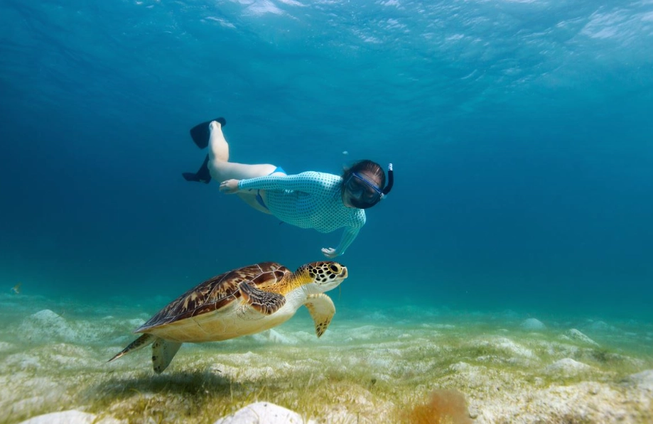 sea turtle snorkeling europe cost sea turtle snorkeling europe cost
