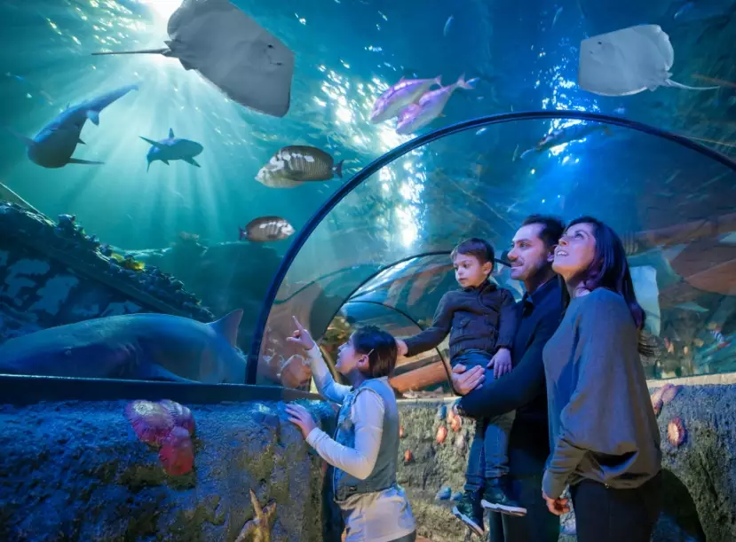 best ocean tunnel aquarium best ocean tunnel aquarium