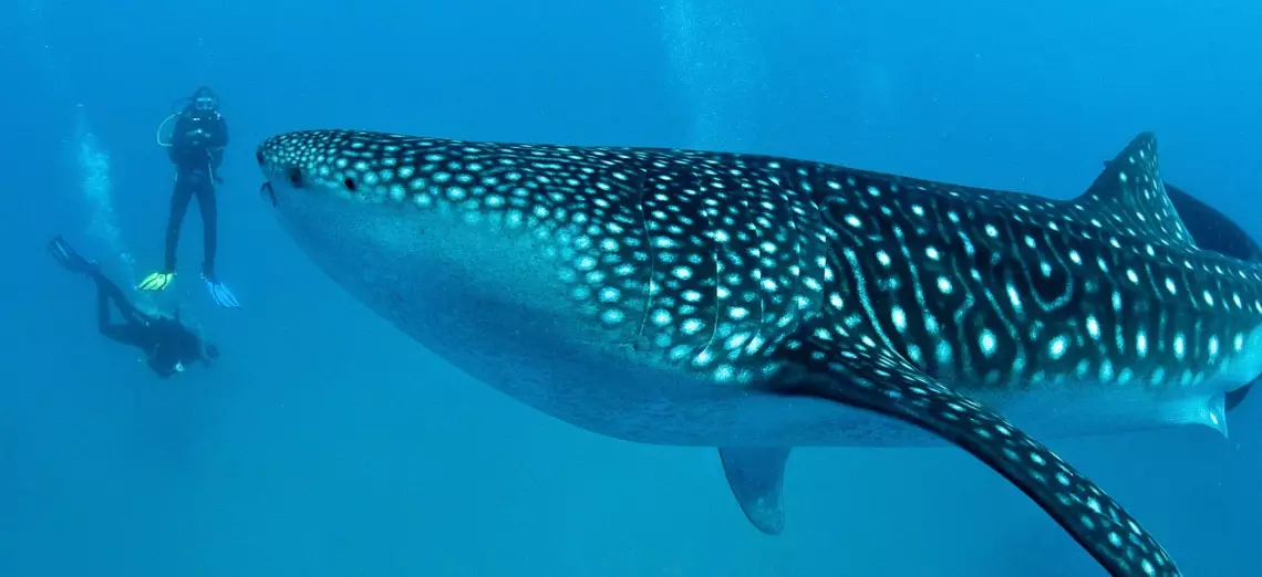 diving Thailand diving Thailand