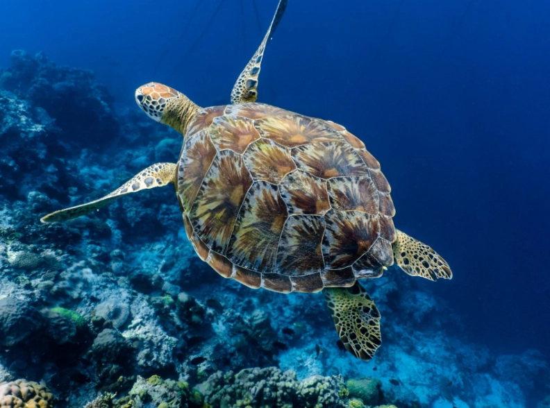 sea turtle watching Europe