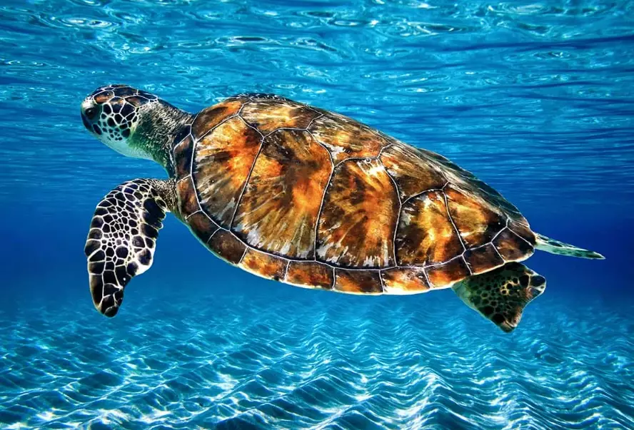 florida keys snorkeling with turtles florida keys snorkeling with turtles