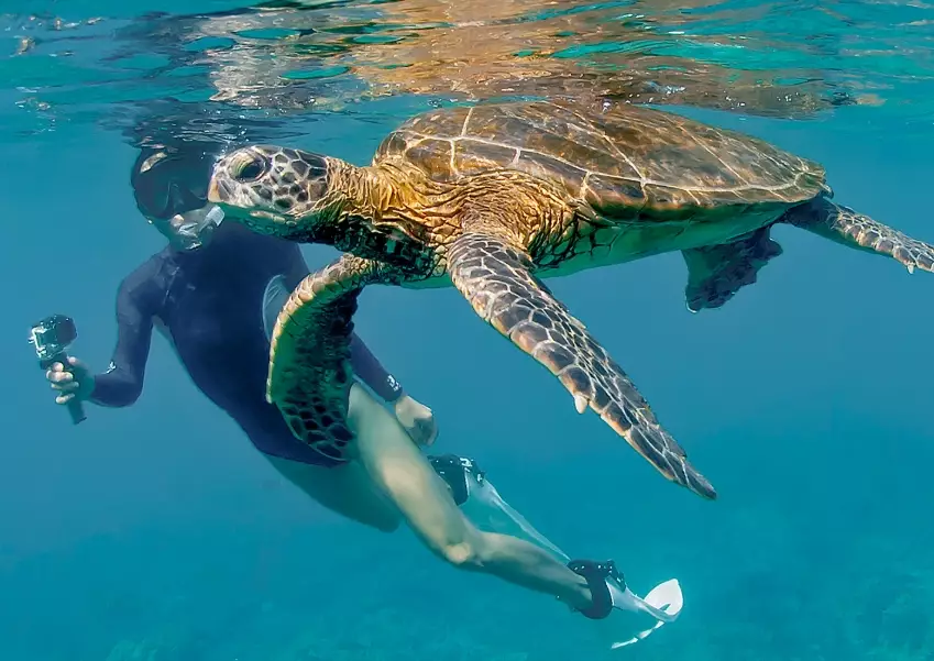 best places to swim with turtles in europe best places to swim with turtles in europe
