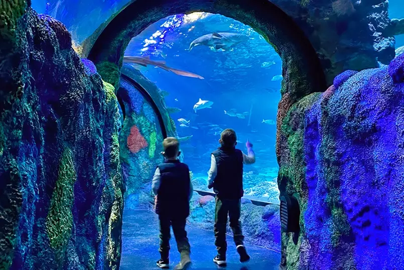 ocean tunnel aquarium planning guide ocean tunnel aquarium planning guide