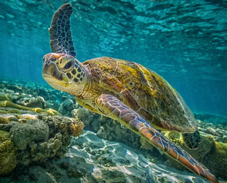 swim with sea turtles florida keys swim with sea turtles florida keys