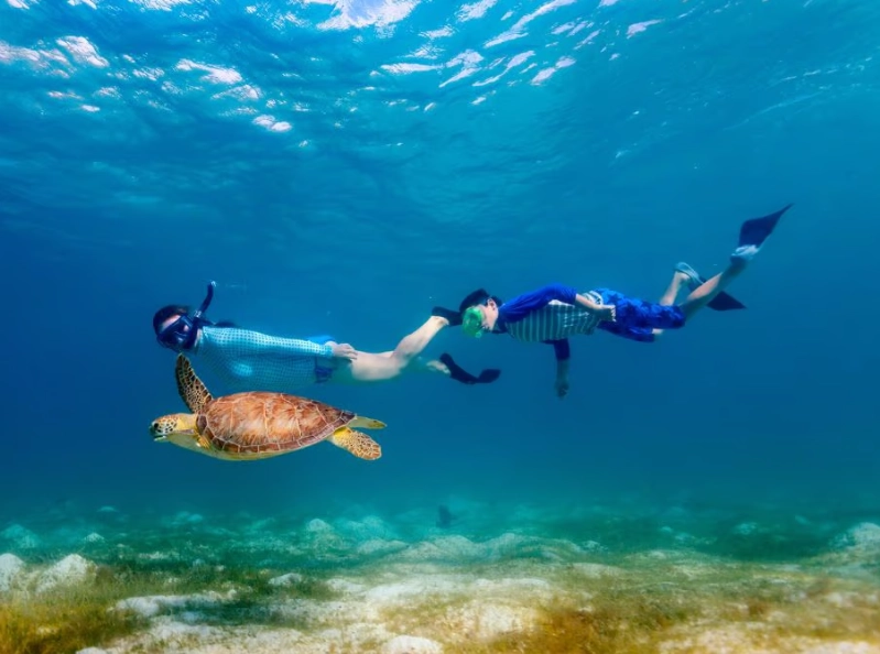 swim with sea turtles florida keys swim with sea turtles florida keys