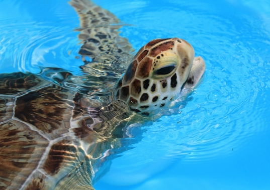 florida keys snorkeling with turtles florida keys snorkeling with turtles