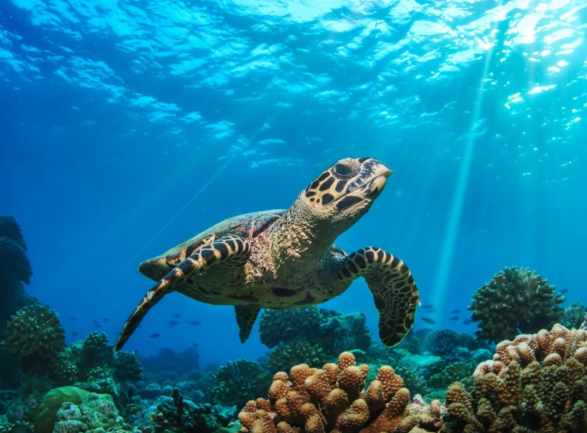 best places to see sea turtles florida best places to see sea turtles florida