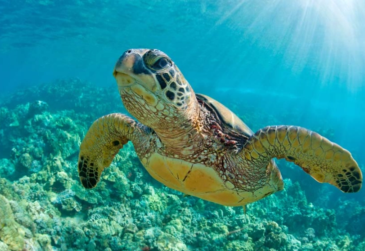 best places to see sea turtles florida best places to see sea turtles florida