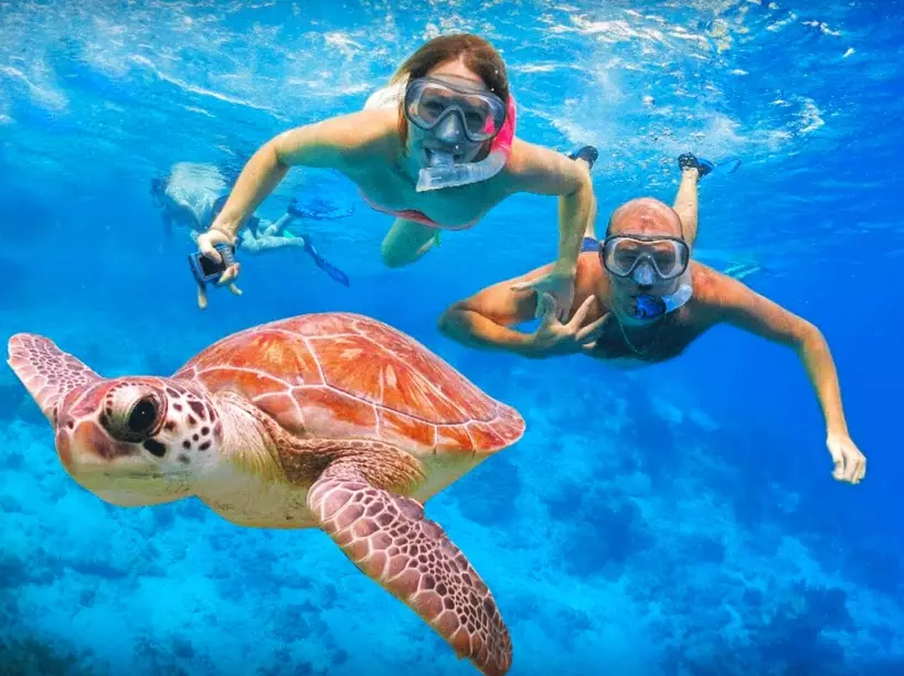 best places to swim with turtles in europe best places to swim with turtles in europe