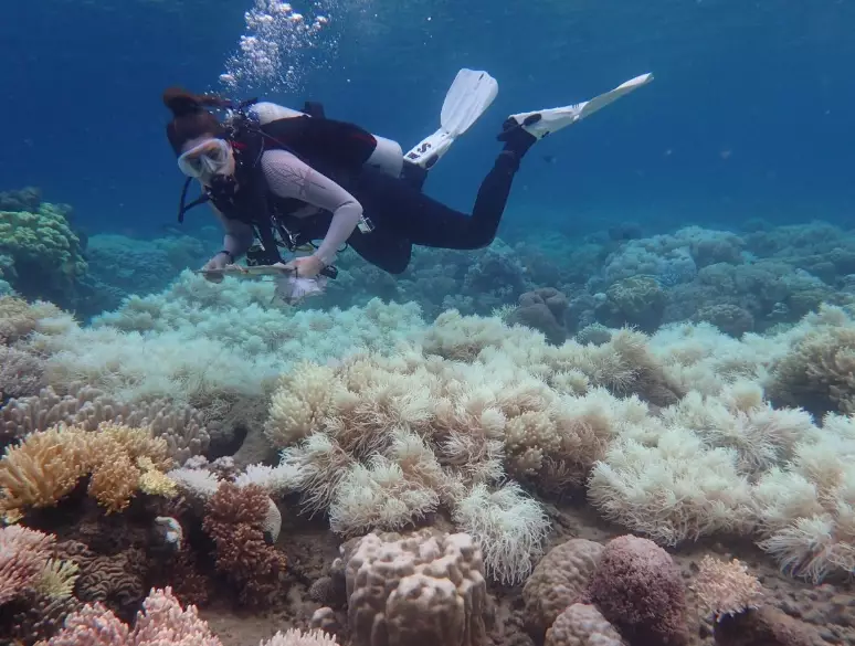 coral bleaching effects on humans