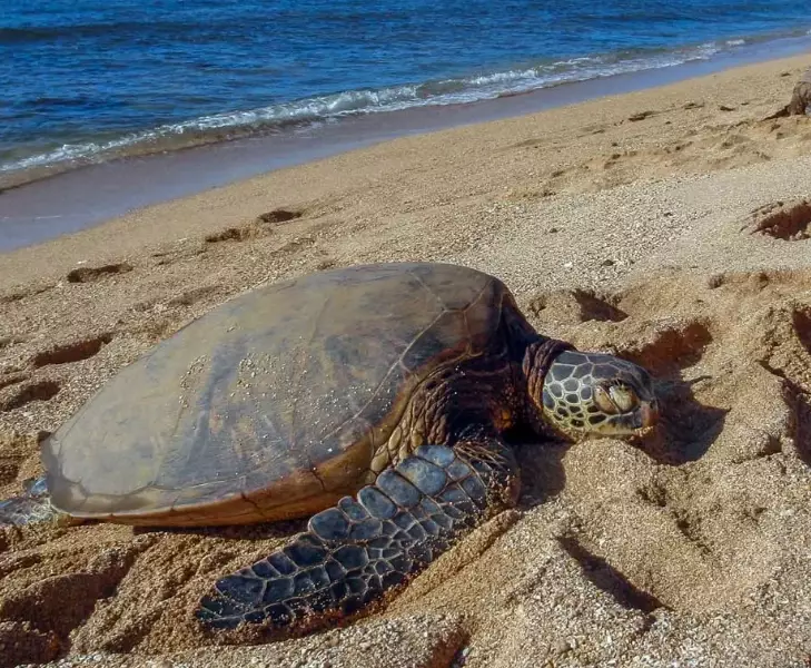 Tortuguero Costa Rica turtles