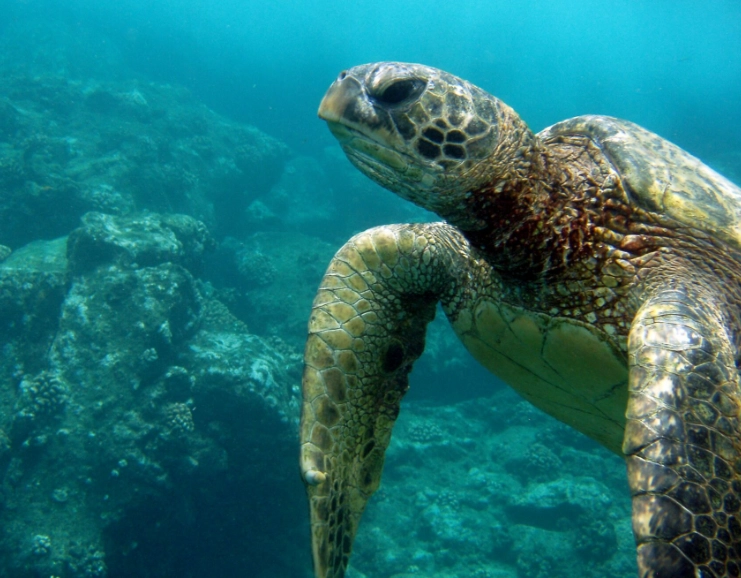 best time to see sea turtles Caribbean