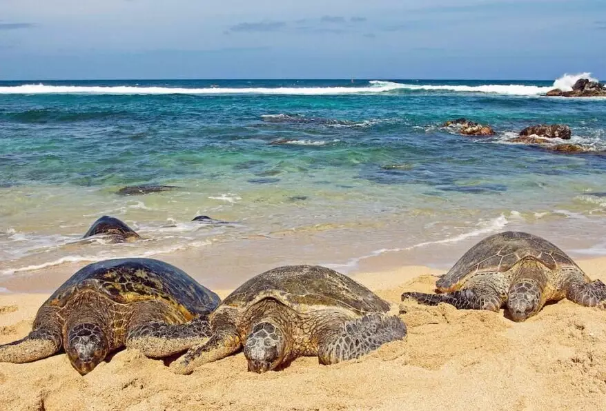 Caribbean turtle nesting beaches