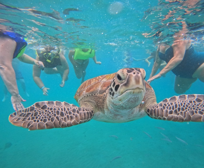 hawksbill turtle encounter